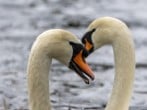 swans